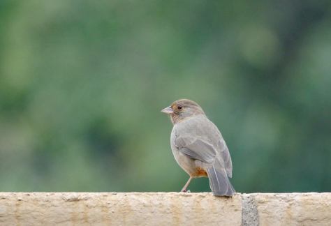 Audubon Bird