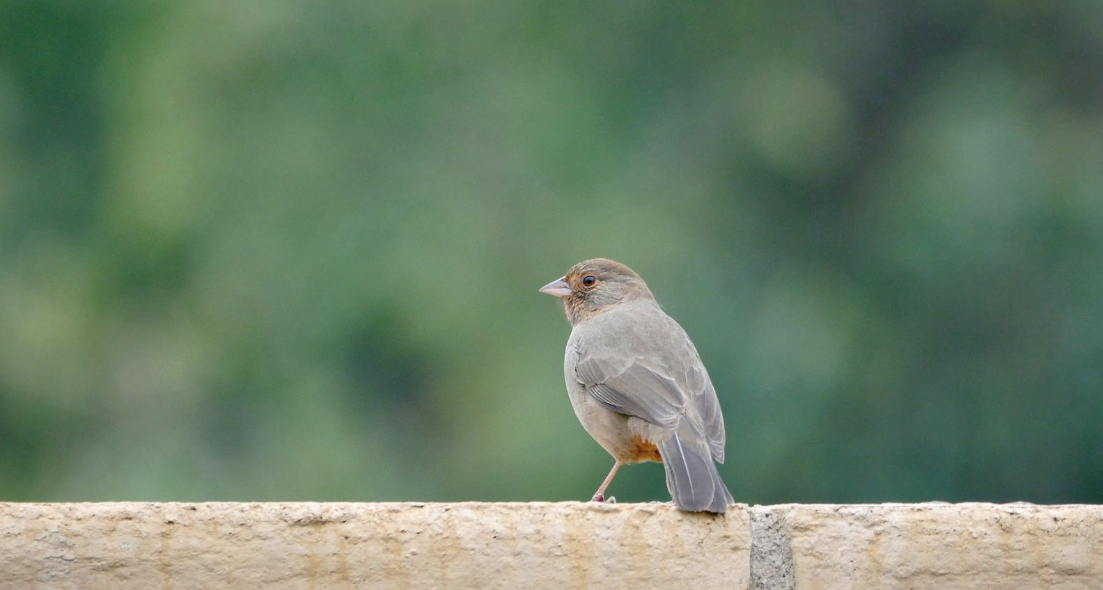 Audubon Bird